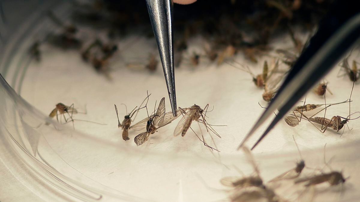 Zika cases leveling off in South Carolina