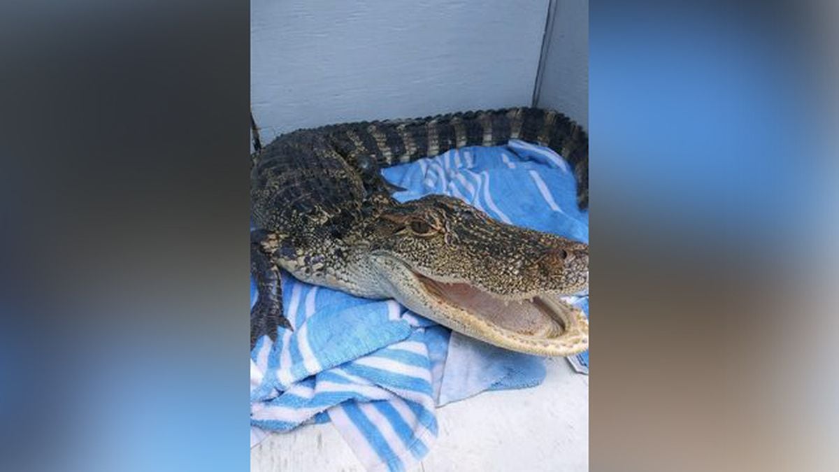 Alligator removed from Florida beach