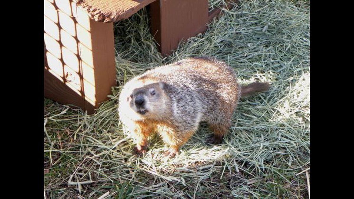 Local groundhog also sees his shadow