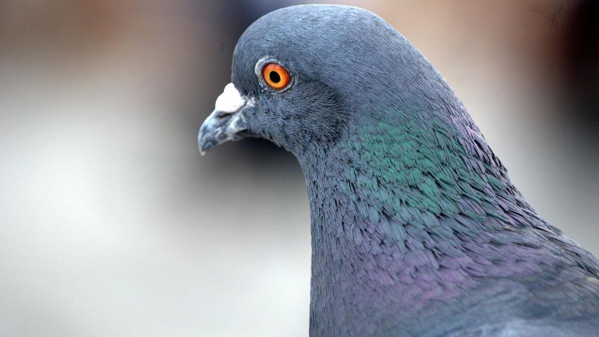 Dozens Of Messenger Pigeons Killed In Phoenix House Fire