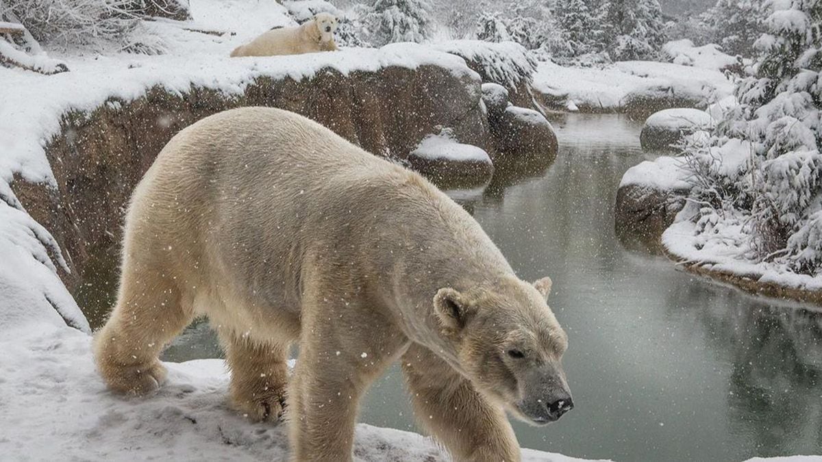 Polar Bears Enjoy Snow Day At North Carolina Zoo