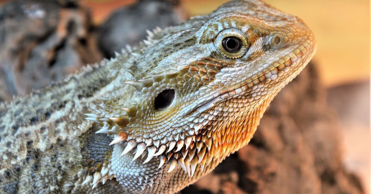 Outbreak of salmonella associated with pet hedgehogs and bearded dragons