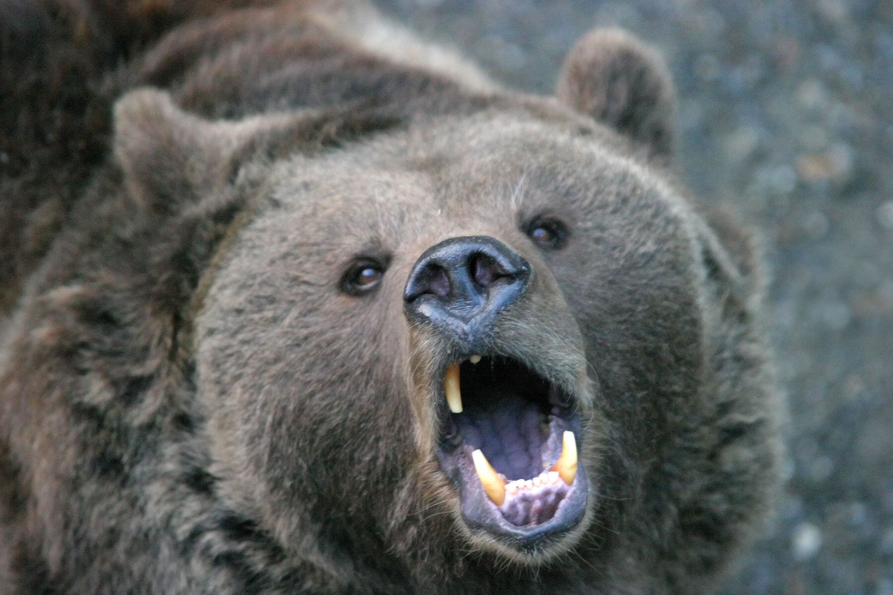 Woman taking out trash attacked by bear inside her Lake Tahoe home