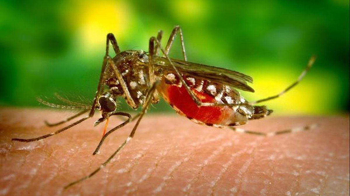 mosquitoes swarm north carolina county after hurricane dorian mosquitoes swarm north carolina county