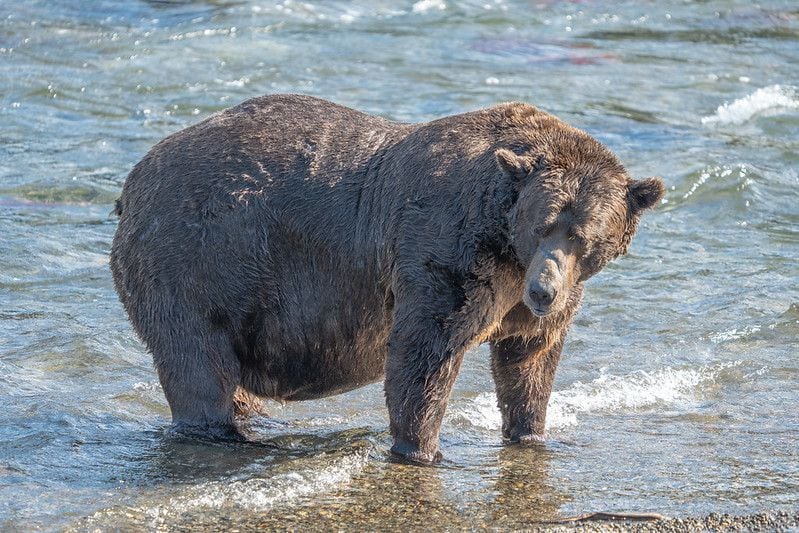 Case Study: New Jersey Black Bears (Teacher & Student Edition)