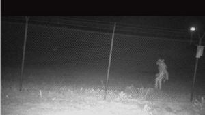 What is it? Strange image caught on camera at Texas zoo – WSOC TV