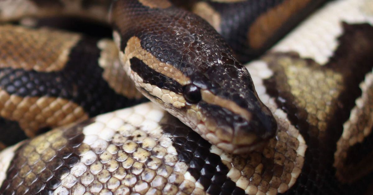 Baby python found with mouth sewn shut outside Florida home