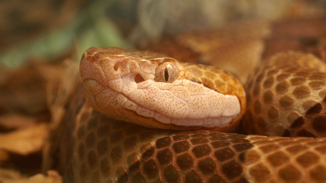 baby copperhead snake bite