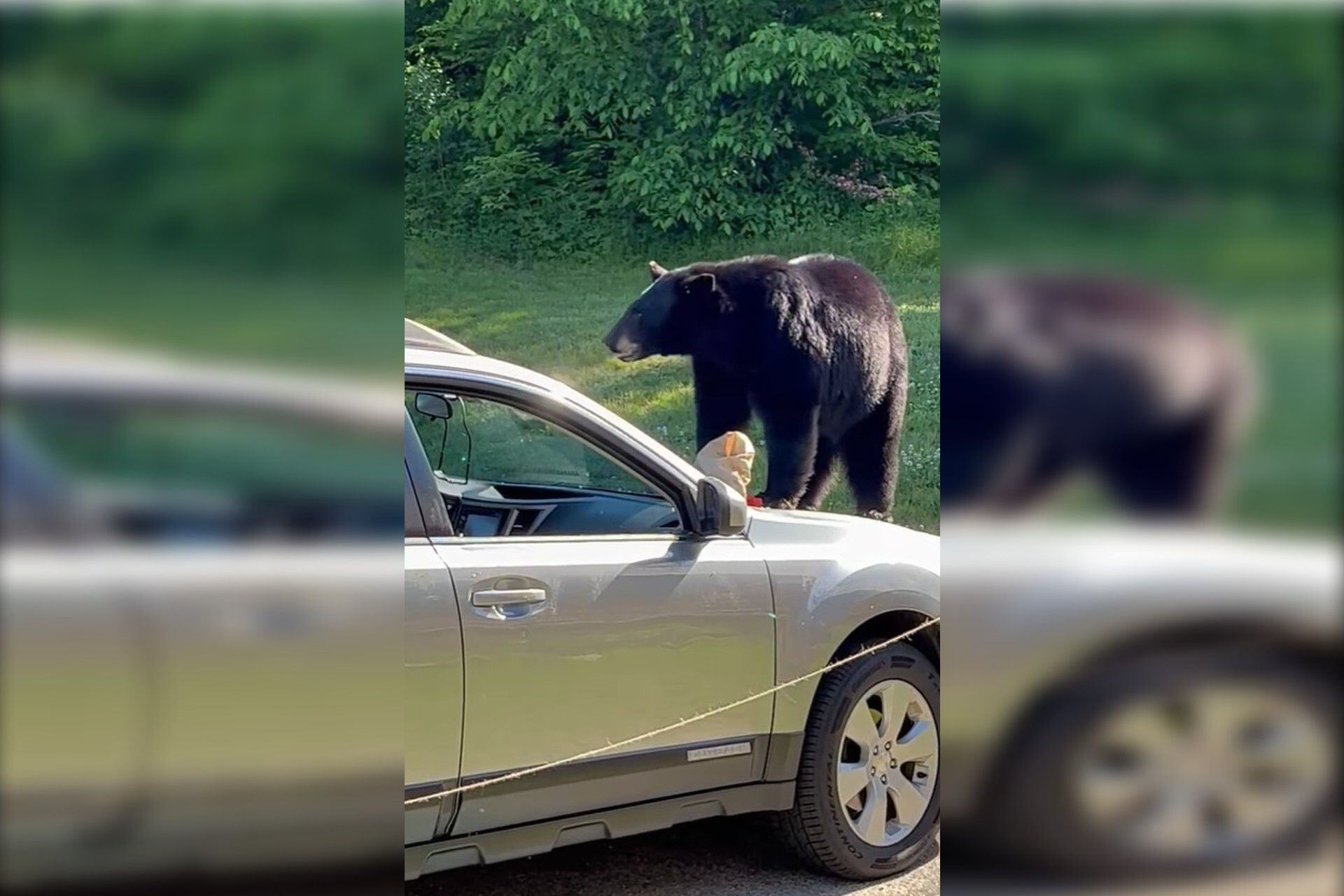 Video shows brazen bear swiping breakfast from New Hampshire car