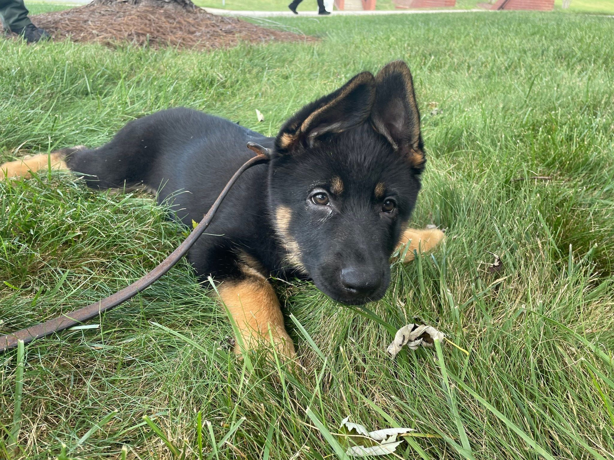 Westerly police retire police dog Niko, introduce Damon after Bruno  promoted to sergeant, Westerly