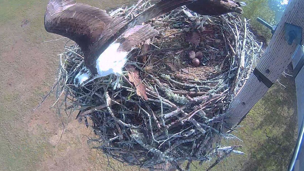 how long do osprey eggs take to hatch