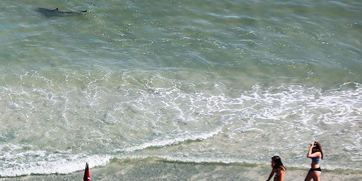 Myrtle Beach Tourist Snaps Photos Of Sharks Lurking Feet